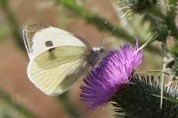 Pieris brassicae