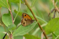 Pyronia tithonus