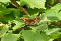 Pyronia tithonus