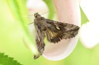 Autographa gamma
