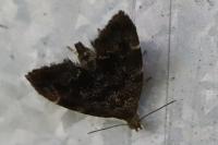 Anthophila fabriciana