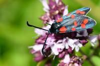 Zygaena transalpina