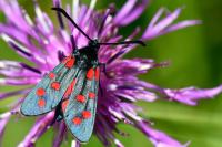 Zygaena transalpina