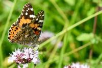 Vanessa cardui