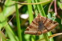 Euclidia glyphica