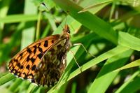Boloria dia