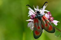 Zygaena loti