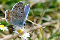 Polyommatus icarus