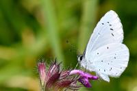 Celastrina argiolus