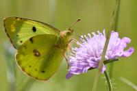 Colias alfacariensis