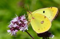 Colias alfacariensis
