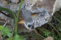 Macroglossum stellatarum