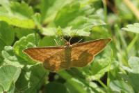 Idaea ochrata