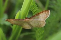 Idaea humiliata