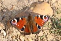 Aglais io