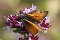 Thymelicus sylvestris