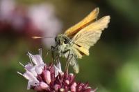 Thymelicus sylvestris