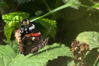 Vanessa atalanta