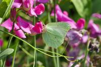 Gonepteryx rhamni