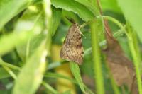 Lymantria dispar