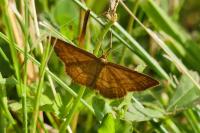 Idaea ochrata
