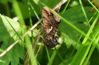 Autographa gamma