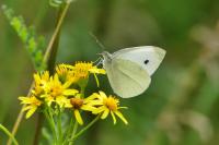 Pieris rapae
