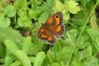 Pyronia tithonus