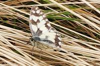 Melanargia galathea