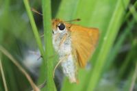 Thymelicus sylvestris