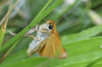 Thymelicus sylvestris