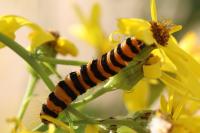 Tyria jacobaeae