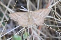 Idaea ochrata