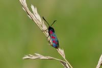 Zygaena filipendulae