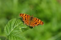 Polygonia c-album