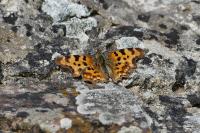 Polygonia c-album