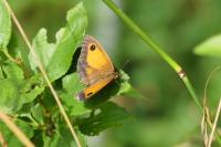 Pyronia tithonus