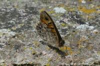 Lasiommata megera