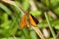 Thymelicus acteon