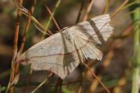 Timandra comae