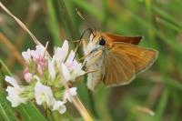 Thymelicus acteon