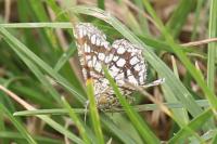 Chiasmia clathrata