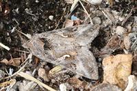 Autographa gamma