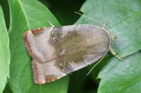 Noctua janthe/janthina