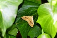 Camptogramma bilineata