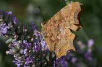 Polygonia c-album
