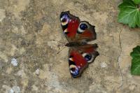 Aglais io