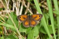 Pyronia tithonus
