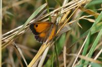 Pyronia tithonus
