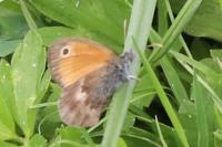 Coenonympha pamphilus